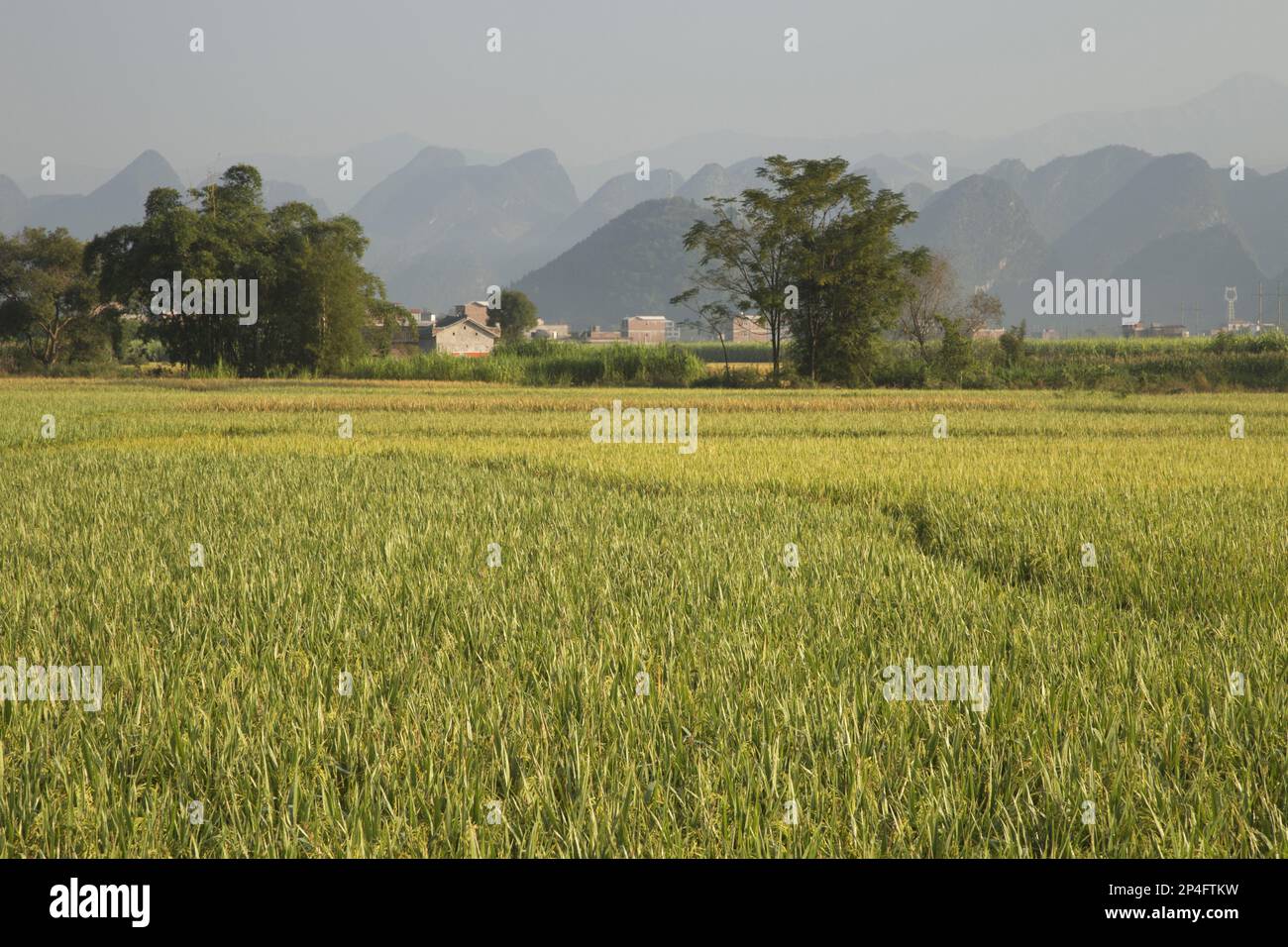 Asian rice (Oryza sativa) growing in a paddy field with limestone karst formations in the background, Guilin, Guangxi Zhuang Autonomous Region, China Stock Photo