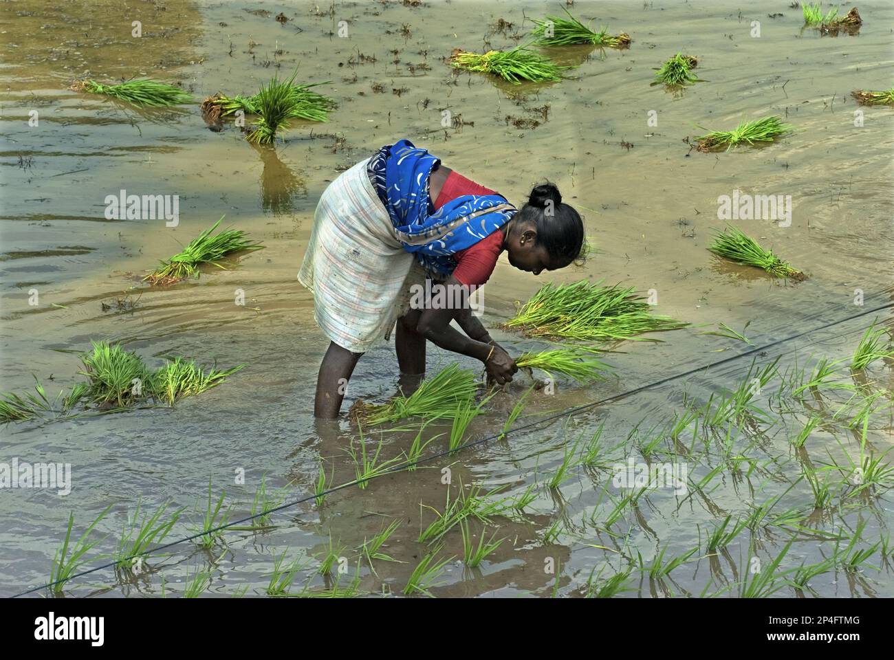 Asian rice (Oryza sativa), woman transplanting seedlings along the line in the paddy field, Madurai, Tamil Nadu, India Stock Photo