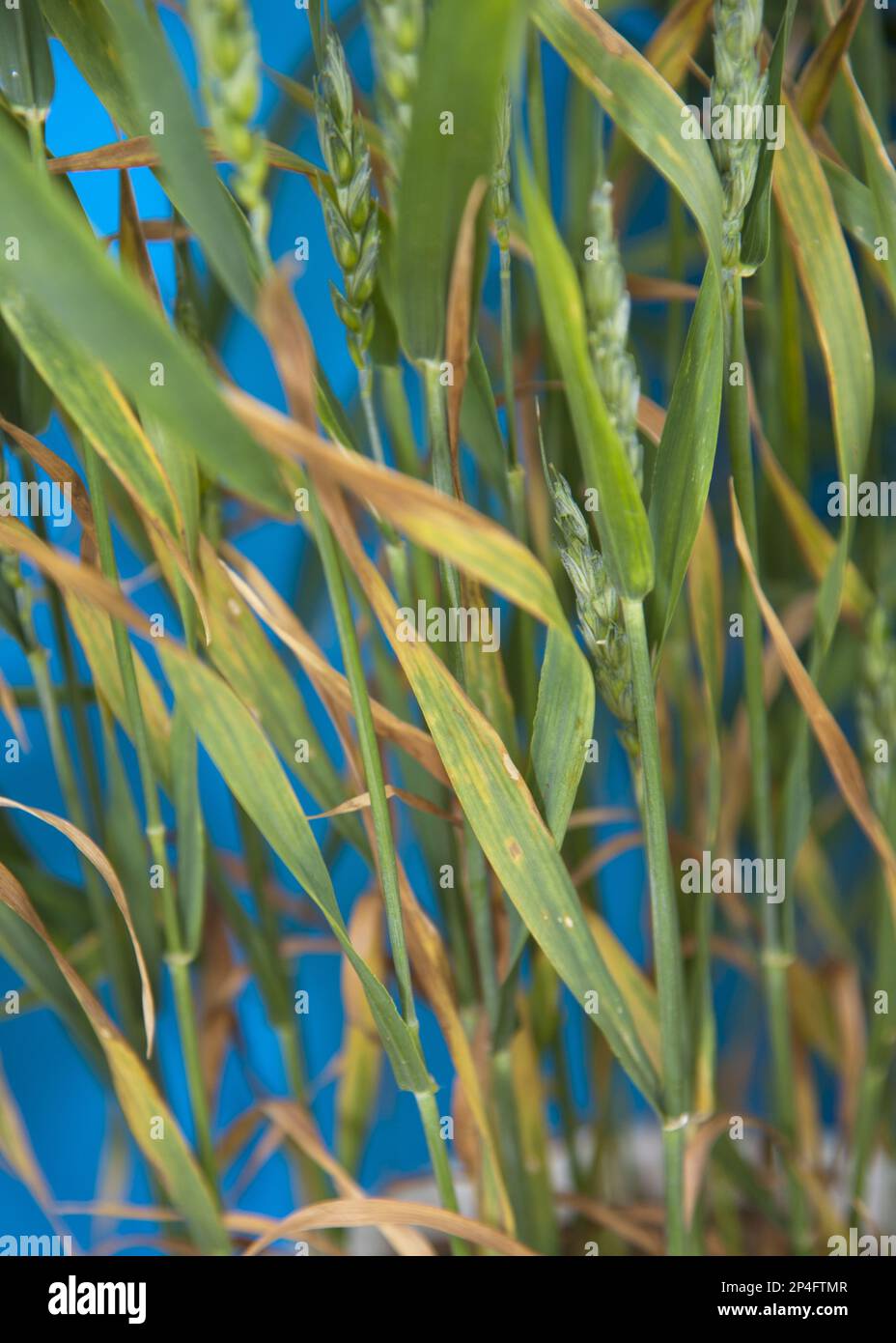 Triticum sativum var. aestivum, Triticum sativum aestivum, common wheat (Triticum aestivum), bread wheat, seed wheat, cereals, sweet grasses, Wheat Stock Photo