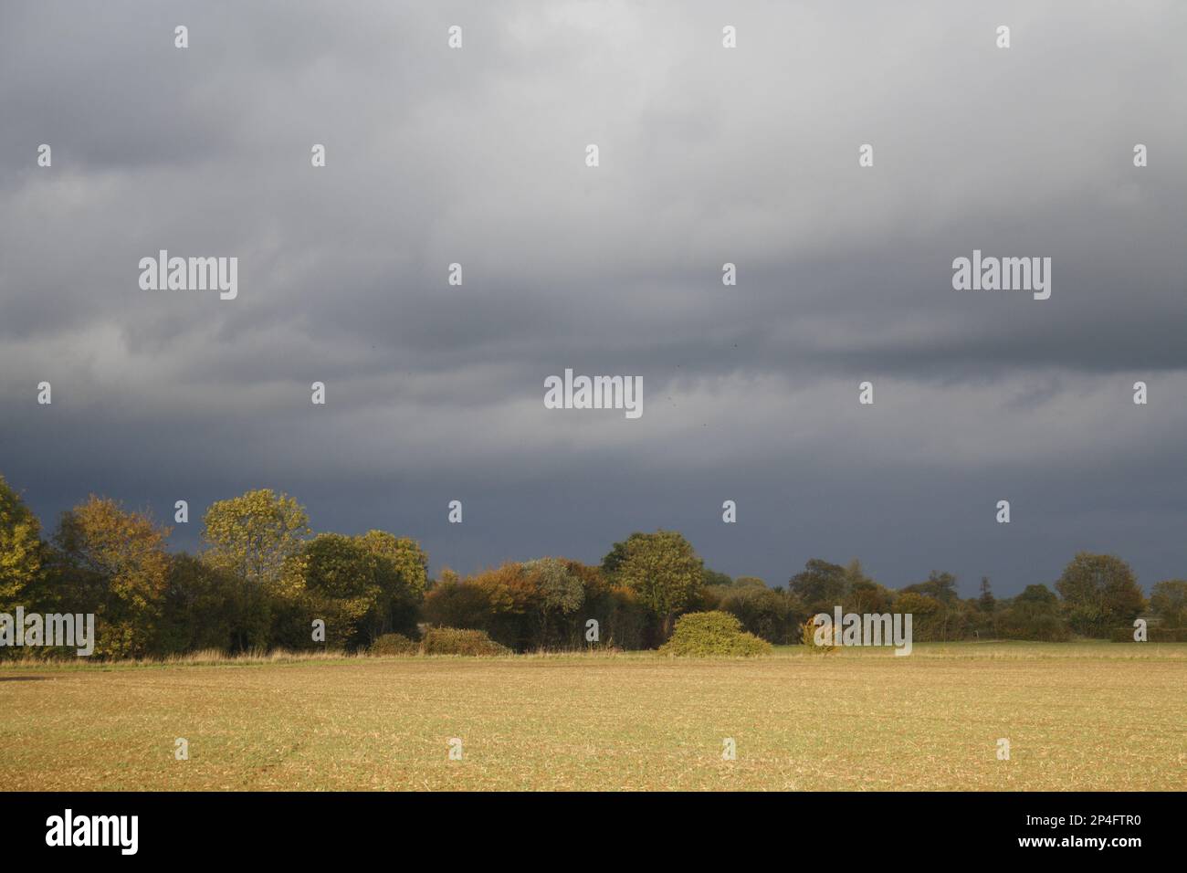 View of cultivated arable field and hedgerow, with approaching stormclouds, Bacton, Suffolk, England, United Kingdom Stock Photo