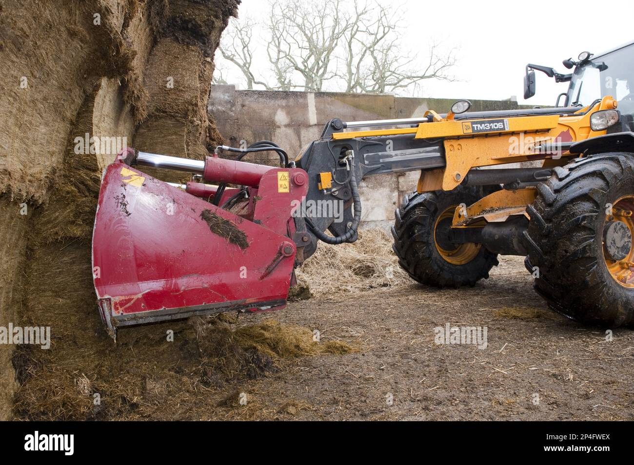 Shear grapple at the front of a silage pit, cutting a silage section, sealing the silage area, Cumbria, England, Winter Stock Photo