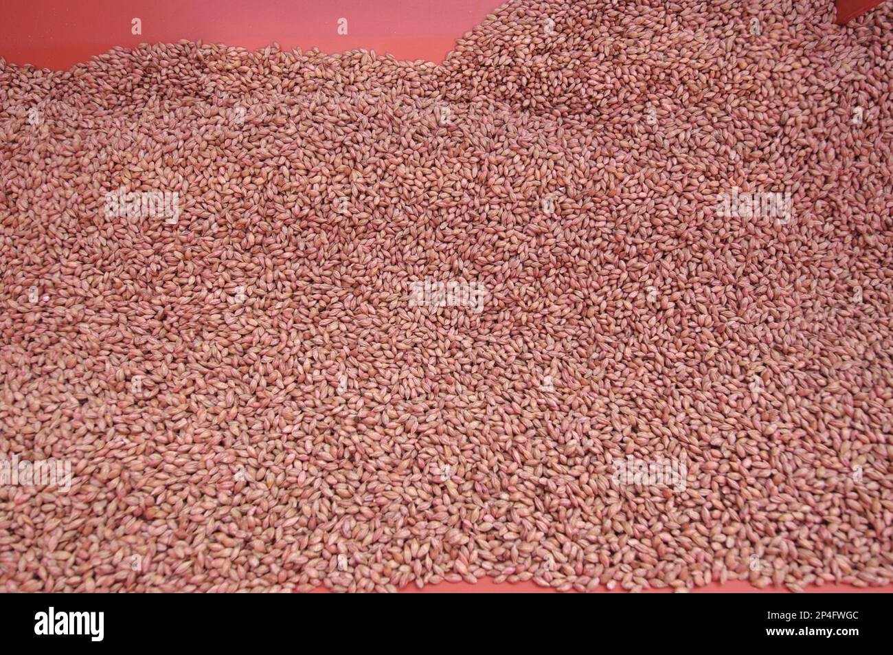Close-up of Westminster spring barley seed in seed bin, Pilling, Lancashire, England, United Kingdom Stock Photo