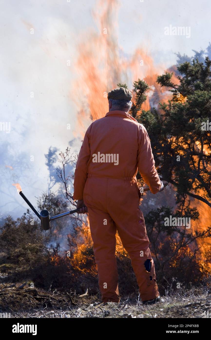 Controlled burning of heather vegetation, New Forest, Hampshire, England, winter Stock Photo