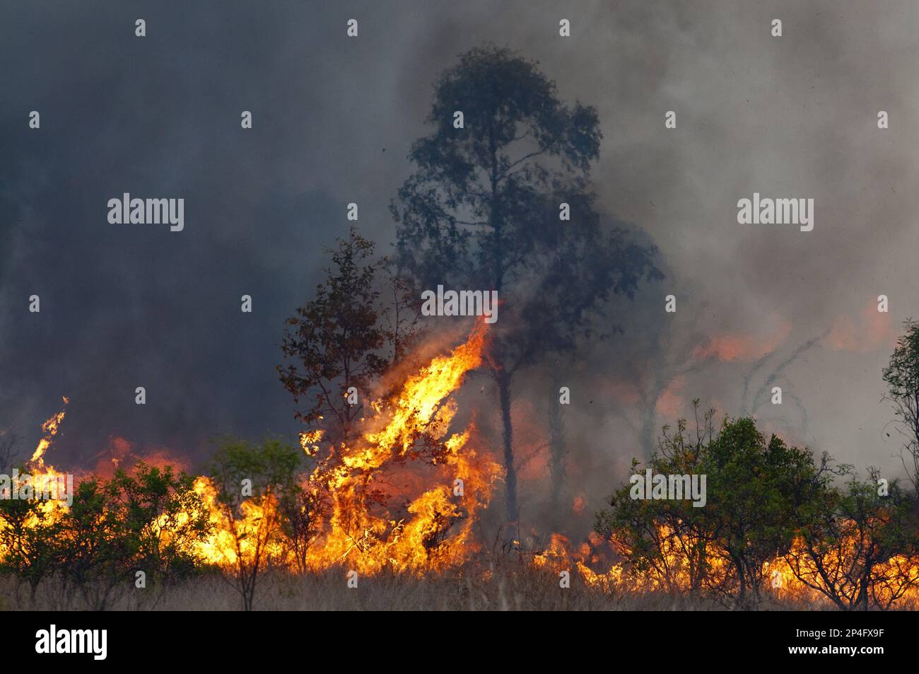 Flames of a burning bushfire, near Charters Towers, Queensland