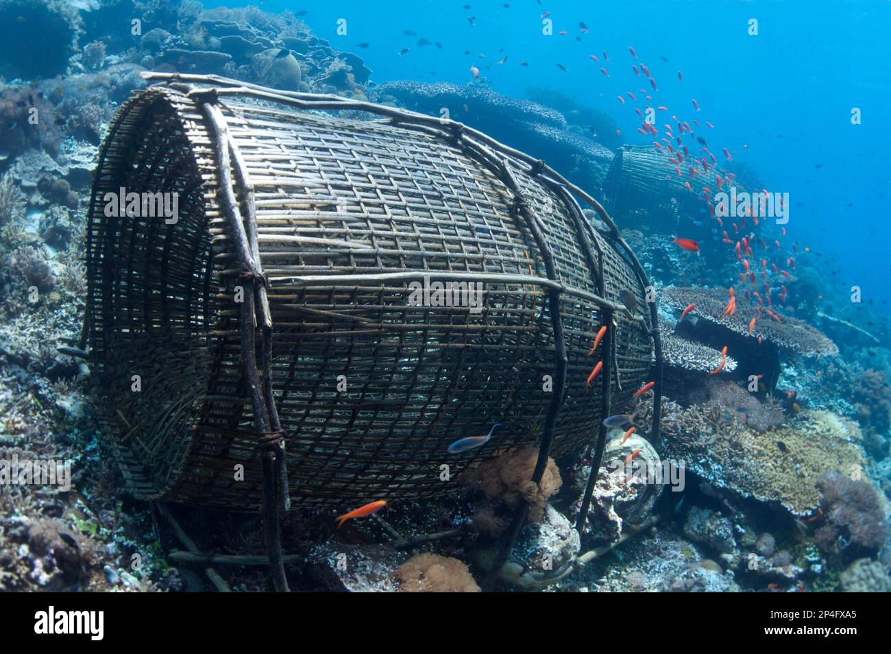 Fish traps and fish on the reef, Reta Island, Alor Archipelago, Lesser Sunda Islands, Indonesia Stock Photo