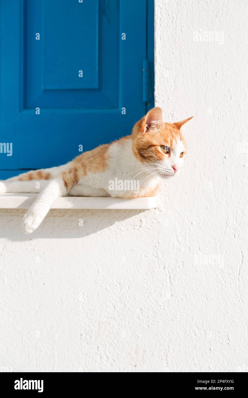 Cyprus, Ayia Napa, greek orthodox church (Ayioi Anargiroi) with cat, common in Cyprus. Stock Photo