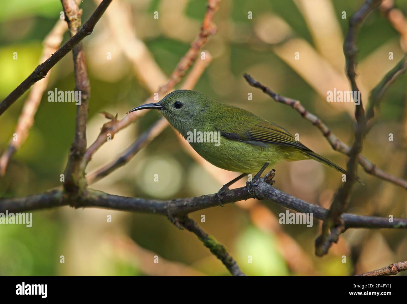 Green-tailed sunbird (Aethopyga nipalensis angkanensis), Green-tailed Sunbirds, Green-tailed Sunbirds, Nectar Birds, Songbirds, Animals, Birds Stock Photo