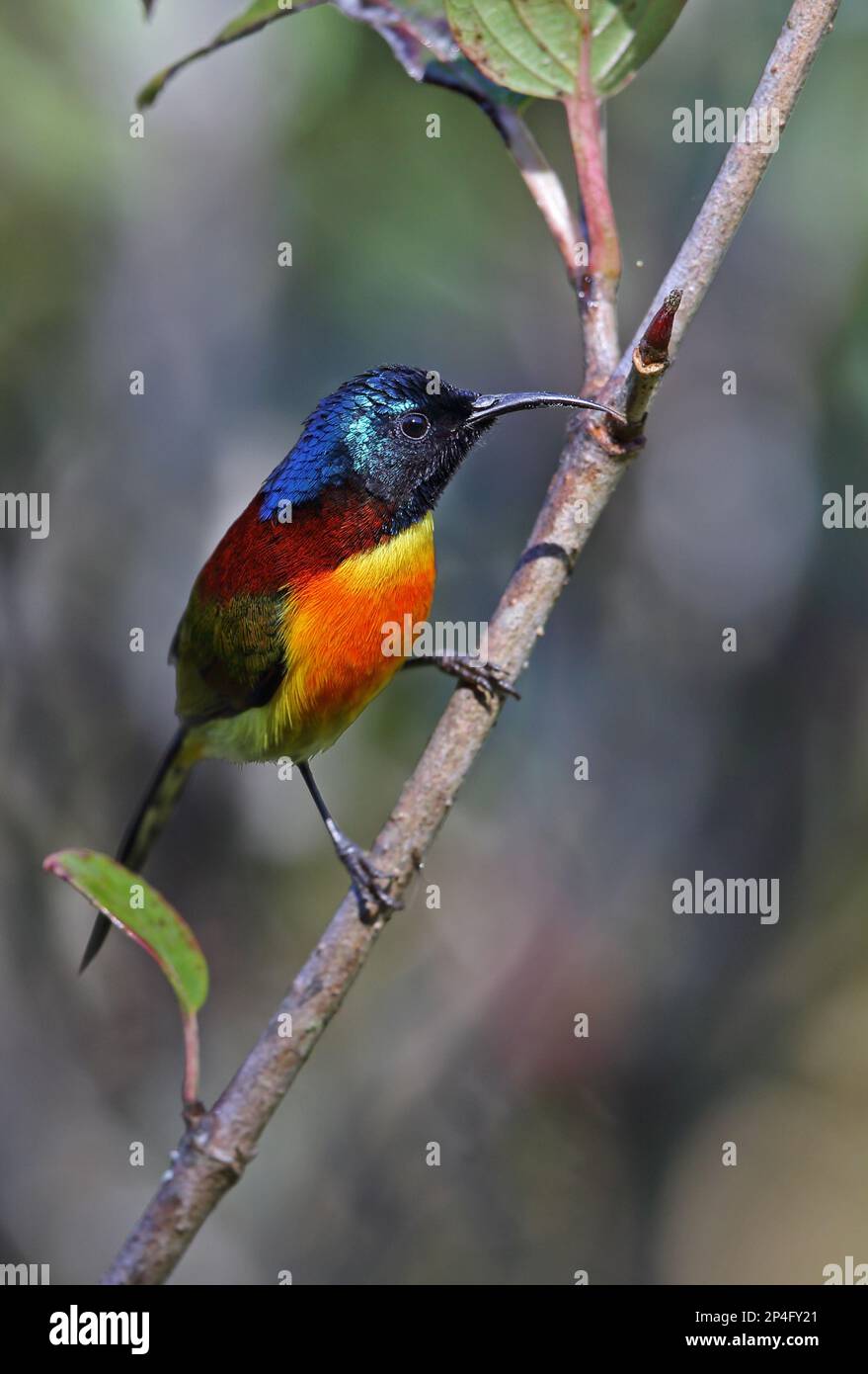 Green-tailed sunbird (Aethopyga nipalensis angkanensis), Green-tailed Sunbirds, Green-tailed Sunbirds, Nectar Birds, Songbirds, Animals, Birds Stock Photo