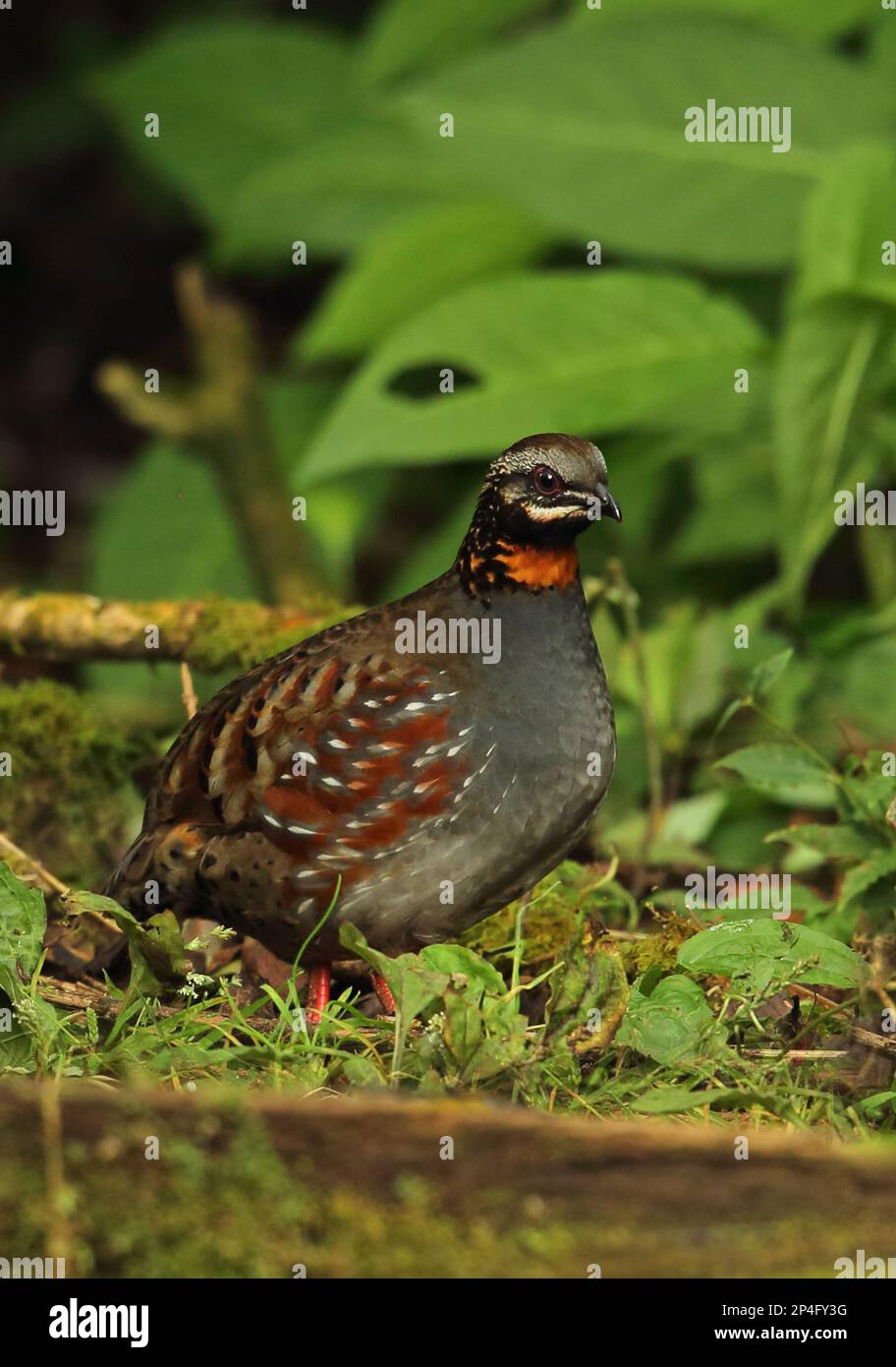 Red-throated Bush Quail, Red-throated Wood Partridge, Red-throated Bush Quail, Red-throated Wood Partridge, Wood Partridge, Chicken Birds, Animals Stock Photo