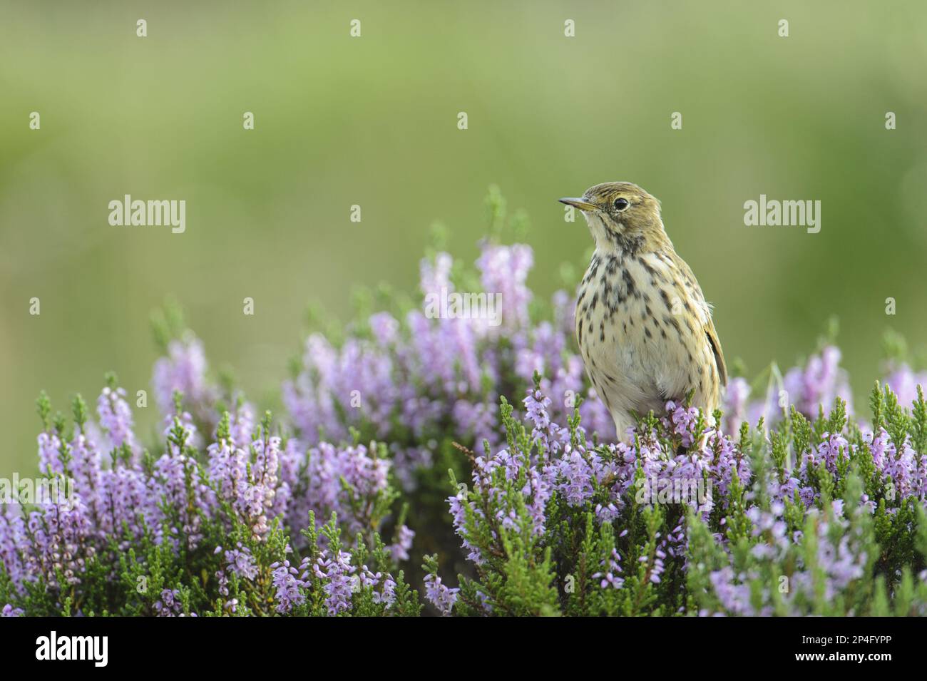 Meadow Pipit (Anthus pratensis) adult, perched on flowering heather, Roaches Estate, Peak District N. P. Staffordshire, England, United Kingdom Stock Photo