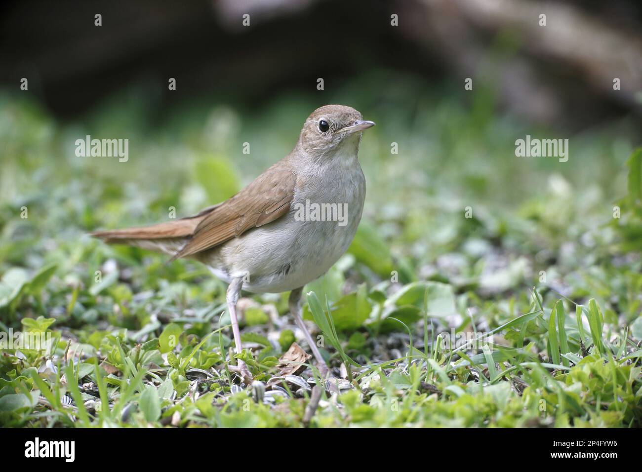 Common nightingale - Wikipedia