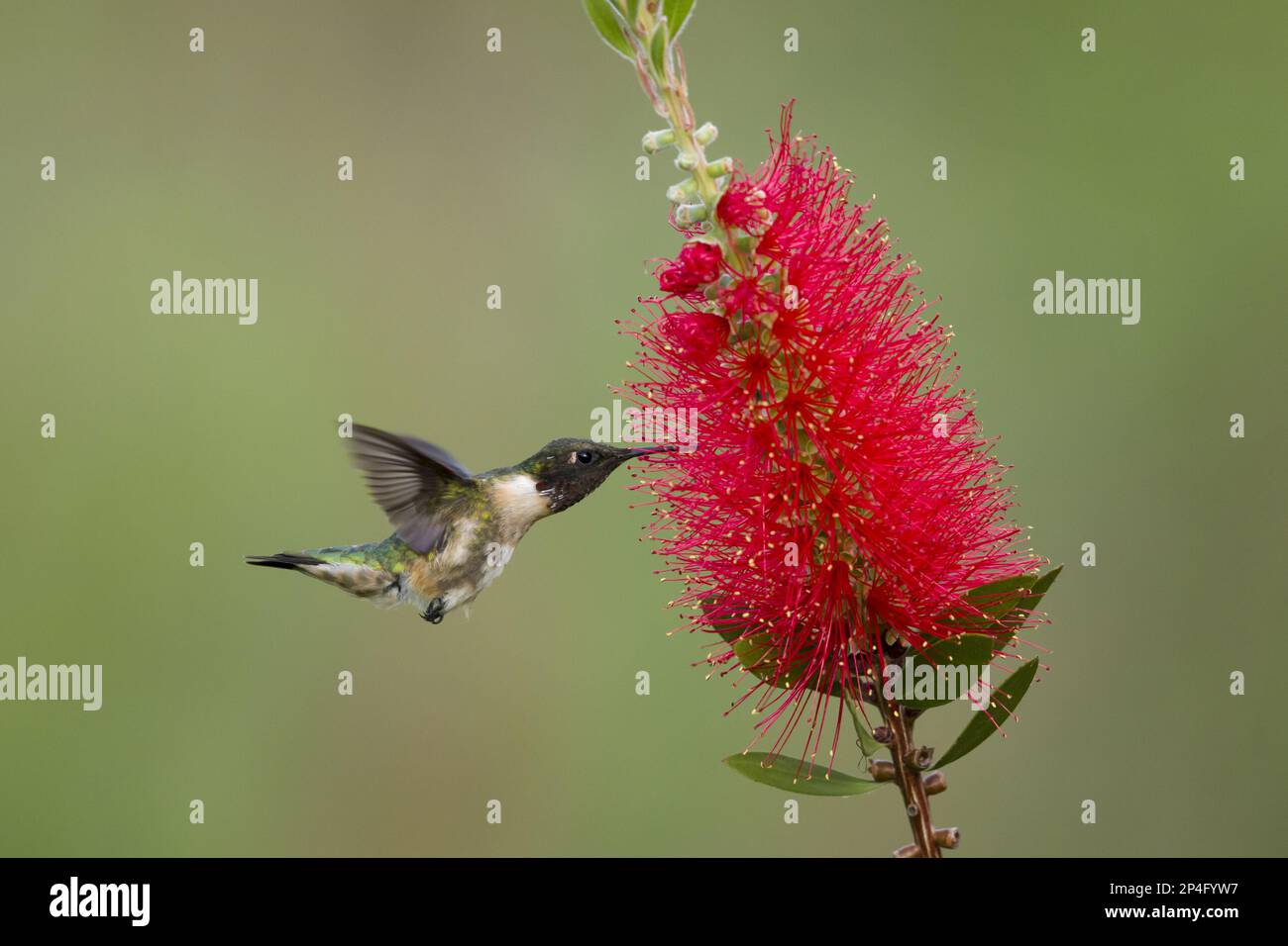 Ruby-throated hummingbird (Archilochus colubris) adult male, hovering, eats bottlebrush (Callistemon sp.) introduced species at flowering time, Gulf Stock Photo