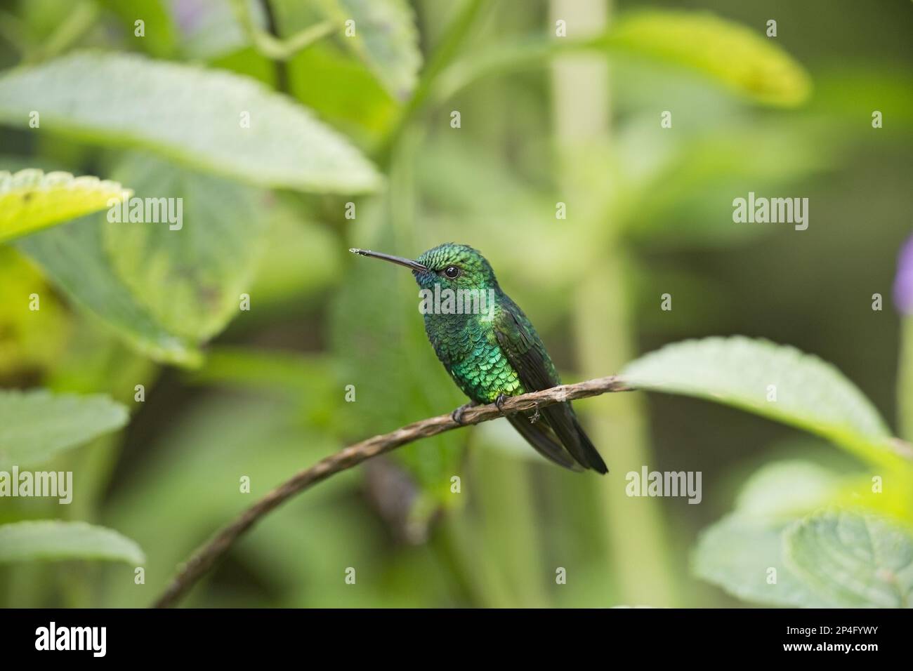 Blue-chinned blue-chinned sapphire (Chlorestes notatus), adult male, sitting on trunk, Trinidad, Trinidad and Tobago Stock Photo