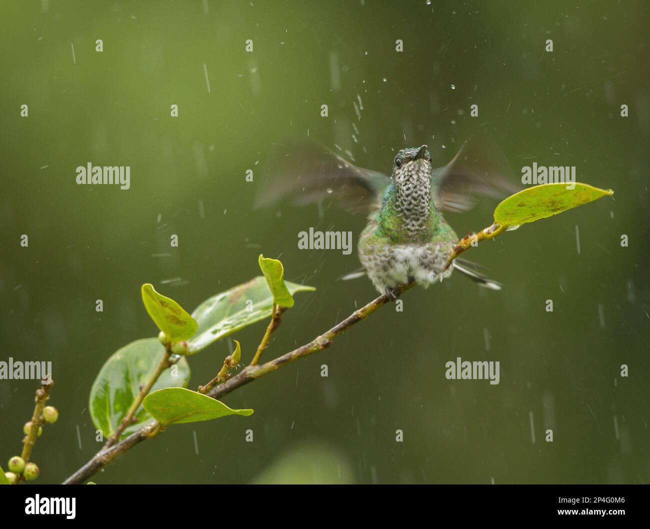 Green-crowned Hummingbird, Green-fronted Hummingbird, Green-crowned Hummingbird, Green-fronted Hummingbird, Green-fronted Hummingbird, Animals Stock Photo
