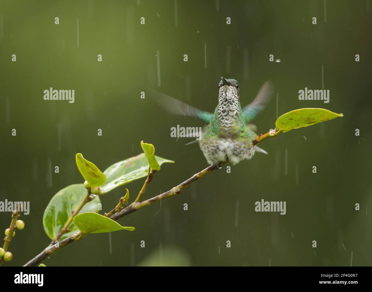 Green-crowned Hummingbird, Green-fronted Hummingbird, Green-crowned Hummingbird, Green-fronted Hummingbird, Green-fronted Hummingbird, Animals Stock Photo