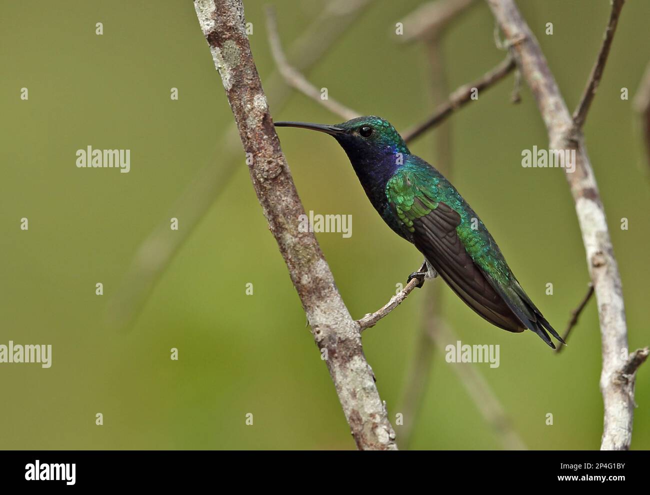 Sapphirethroated Hummingbird (Lepidopyga coeruleogularis