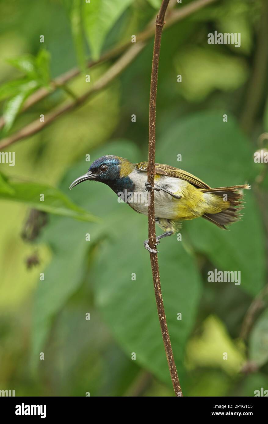 Reichenbach's sunbird (Anabathmis reichenbachii), nectar birds, songbirds, animals, birds, Reichenbach's Sunbird adult ma Stock Photo