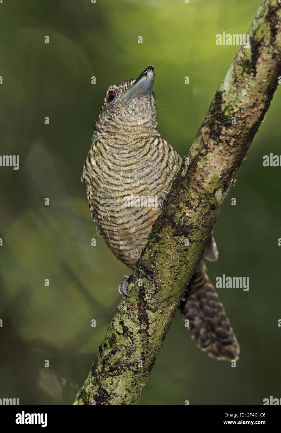 Fasciated Antshrike (Cymbilaimus lineatus fasciatus) adult female, perched on branch, Pipeline Road, Panama Stock Photo