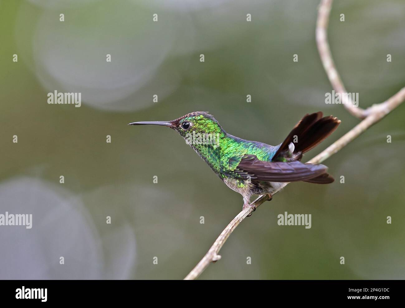 Violet-capped Hummingbird (Goldmania violiceps) immature male, perched on twig, Altos del Maria, Panama Stock Photo