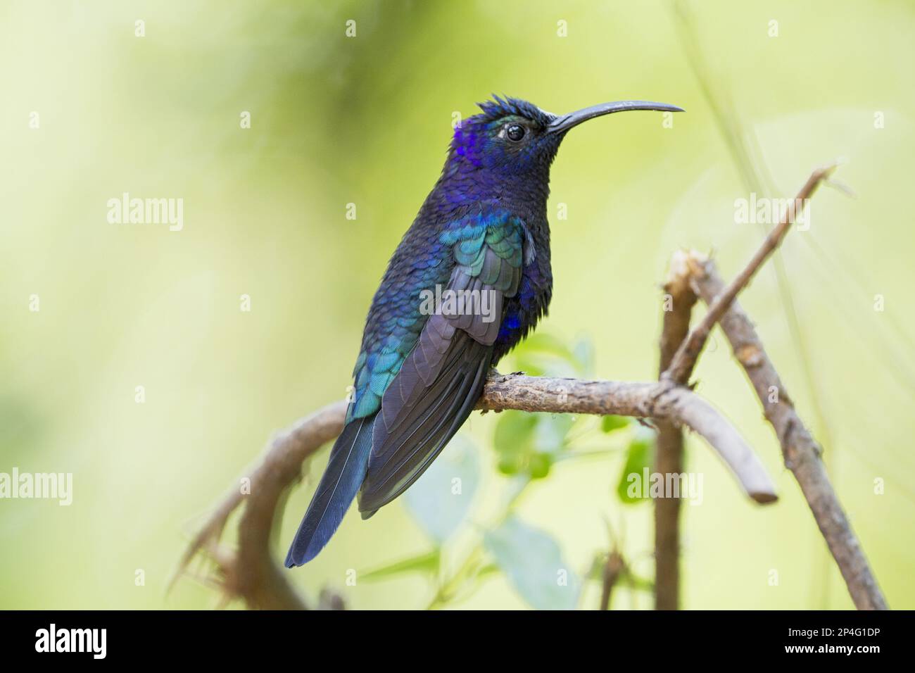 Violet Sabrewing (Campylopterus hemileucurus) adult male, perched on twig, Costa Rica Stock Photo