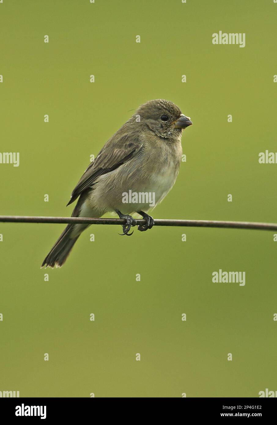 Double-collared Seedeater (Sporophila caerulescens caerulescens) adult female, perched on wire fence, Atlantic Rainforest, Brazil Stock Photo
