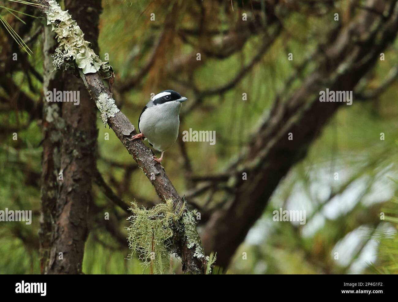 Blyth's Shrike-babbler (Pteruthius aeralatus) adult male, perched in pine tree, Chiang Dao N. P. Chiang Mai Province, Thailand Stock Photo