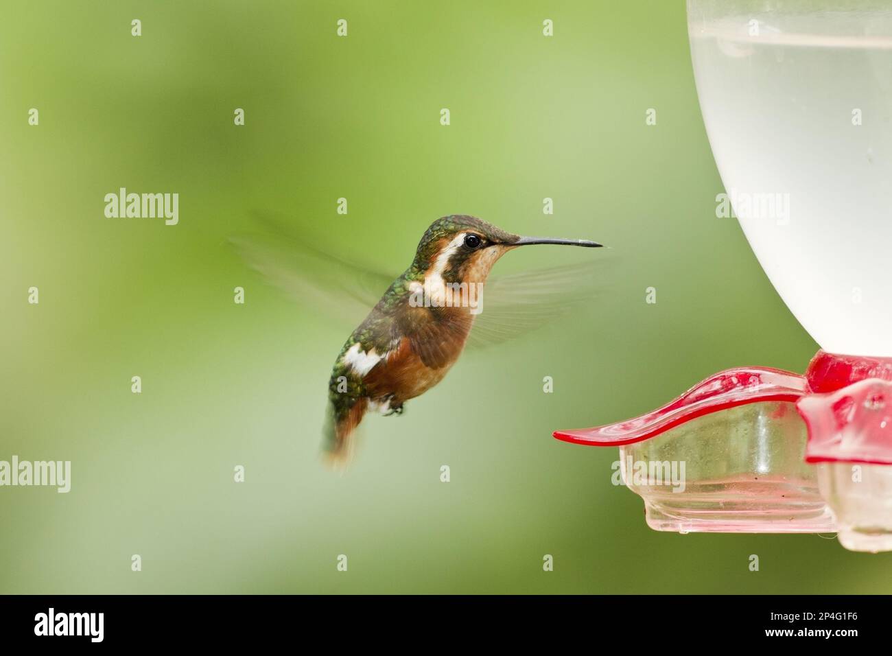 White-bellied Woodstar (Chaetocercus mulsant) adult female, in flight, hovering at feeder in montane rainforest, Andes, Ecuador Stock Photo