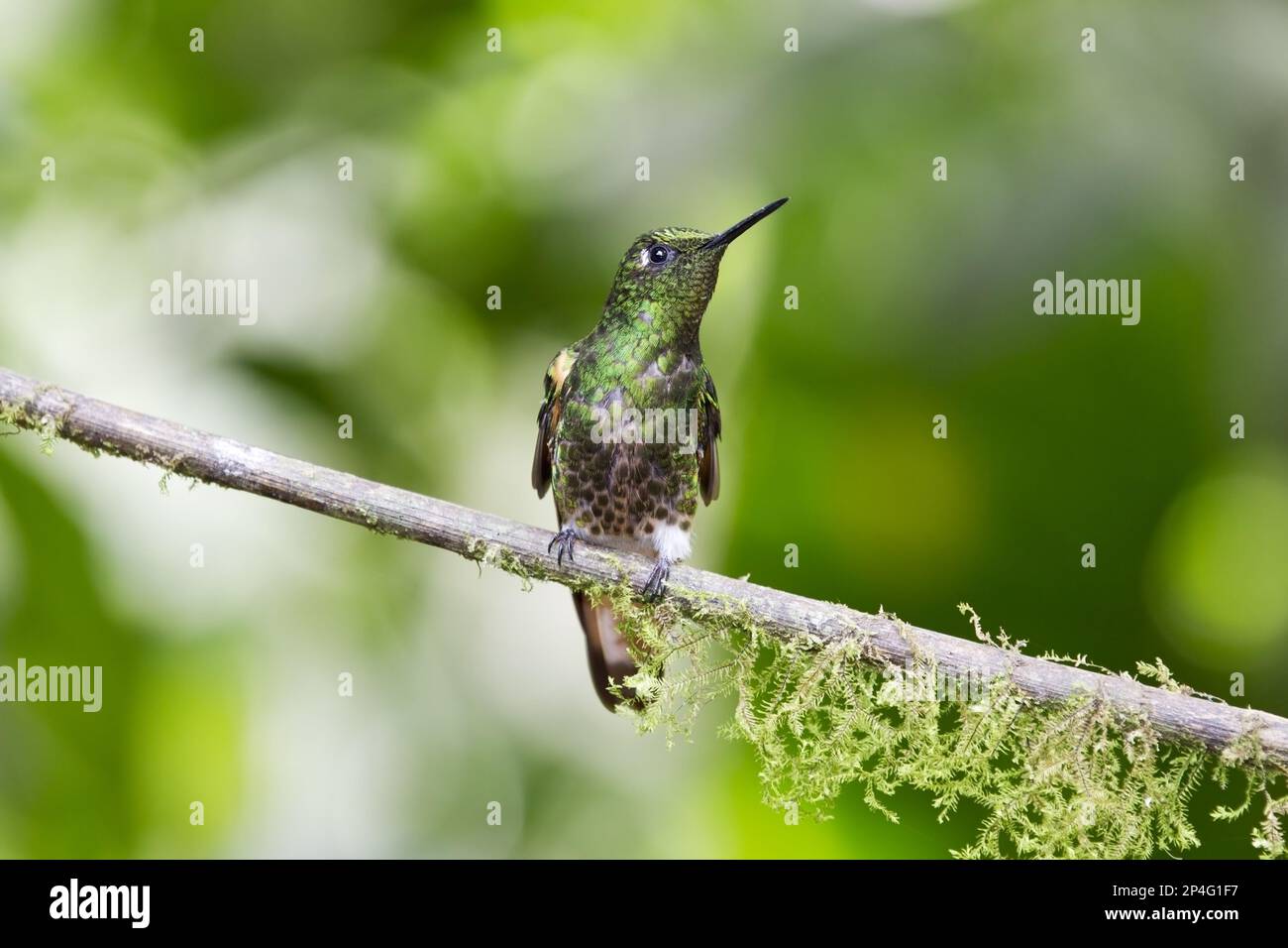 Western Emerald (Chlorostilbon melanorhynchus) adult male, perched on twig in montane rainforest, Andes, Ecuador Stock Photo