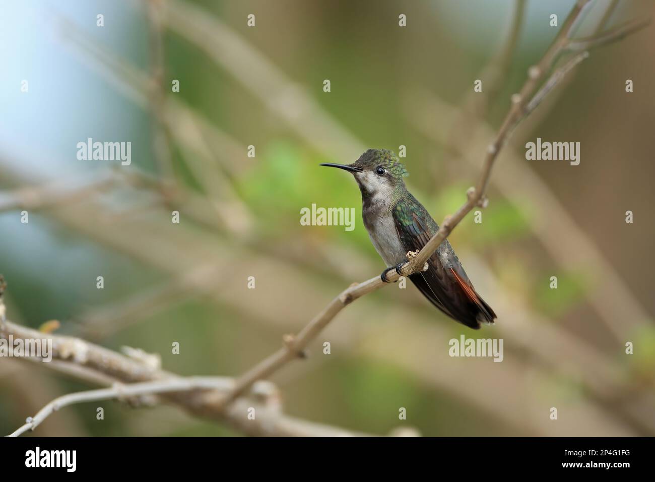 Ruby-topaz Hummingbird (Chrysolampis mosquitus) adult female, perched on twig, Trinidad, Trinidad and Tobago Stock Photo