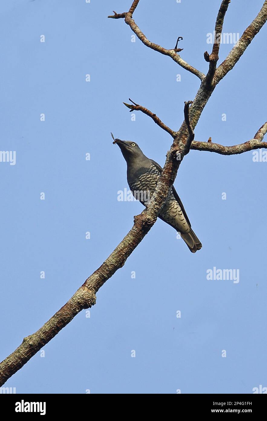 Bar-bellied Cuckoo-shrike (Coracina striata sumatrensis) adult female, with insect prey in beak, perched on branch, Taman Negara N. P. Titiwangsa Stock Photo