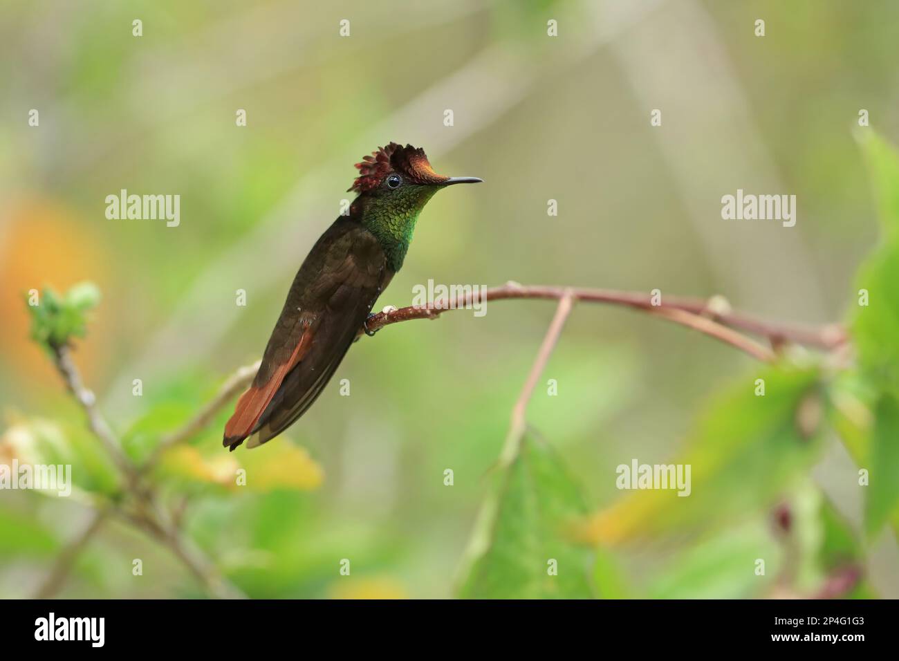 Ruby-topaz Hummingbird (Chrysolampis mosquitus) adult male, perched on twig, Trinidad and Tobago Stock Photo