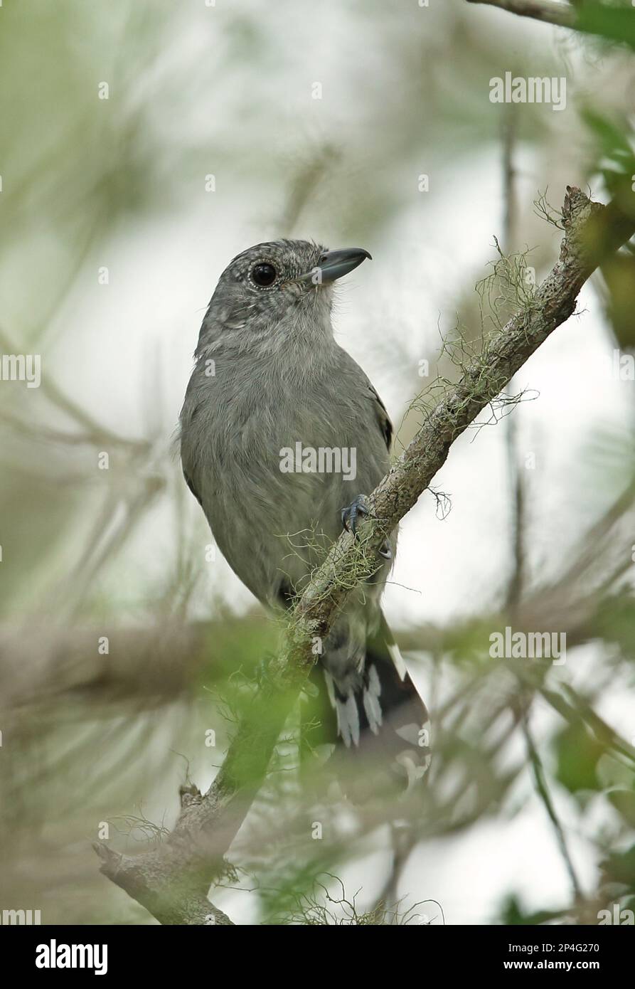 Sooretama Slaty Antshrike, Sooretama Slaty Antshrike, Animals, Birds, Sooretama Slaty Antshrike (Thamnophilus ambiguus) adult, perched on twig, Cabo Stock Photo