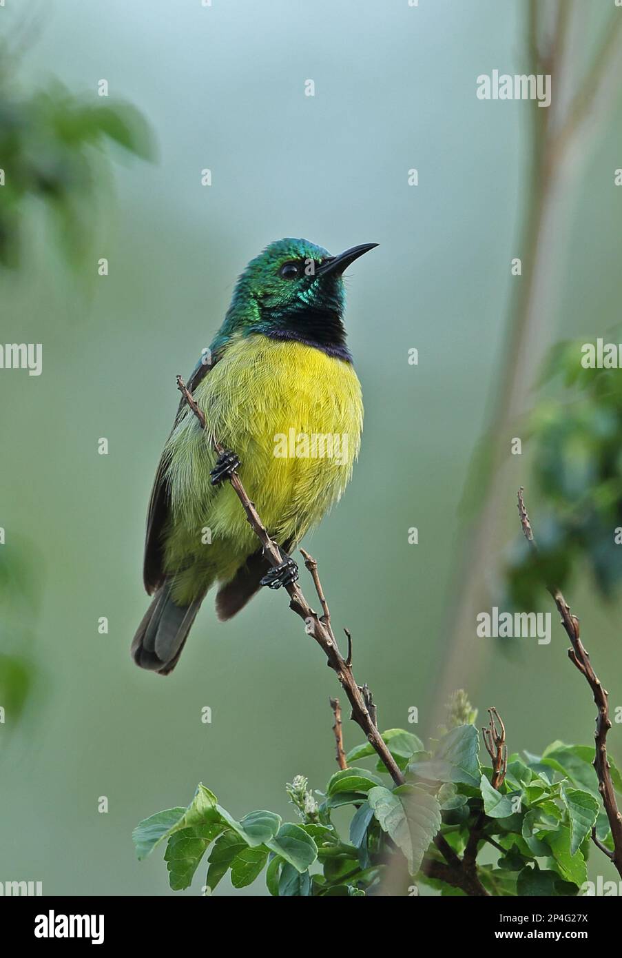 Collared Sunbird (Hedydipna collaris zuluensis), adult male, sitting on a branch, Kruger N. P. Great Limpopo Transfrontier Park, South Africa Stock Photo