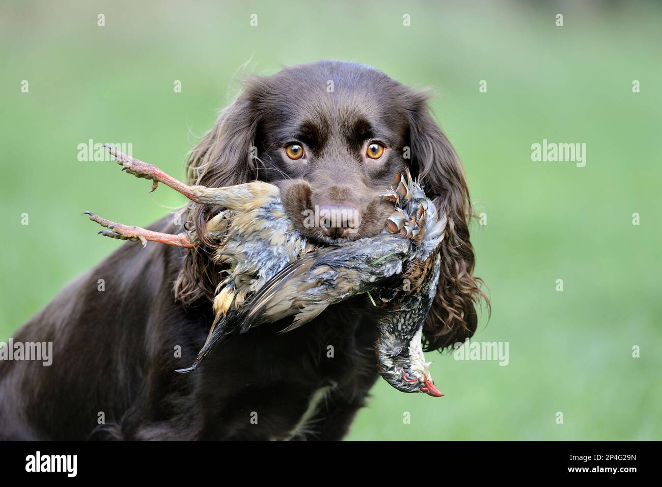 Domestic dog, English Cocker Spaniel, working dog, adult, close-up of head, carrying shot red-legged partridge (Alectoris rufa) in mouth, Suffolk Stock Photo