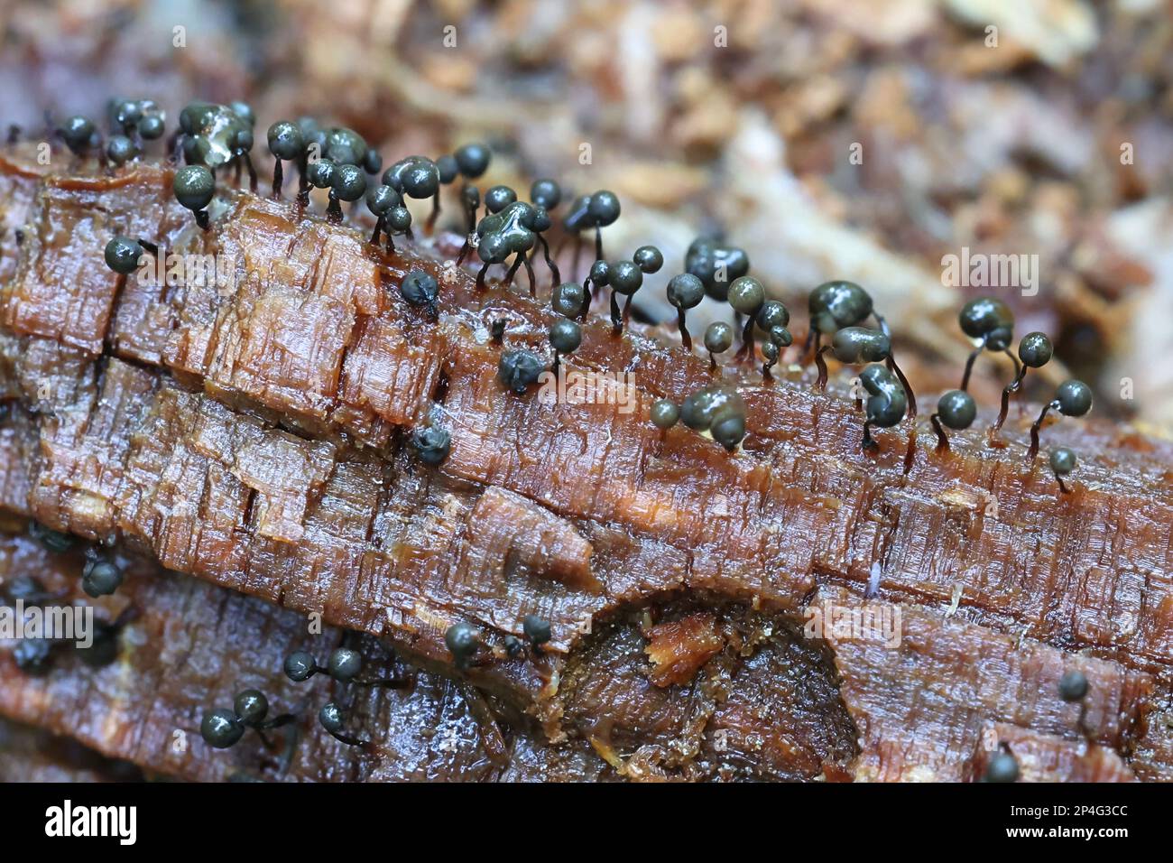 Cribraria intricata, a slime mold from Finland, no common English name Stock Photo
