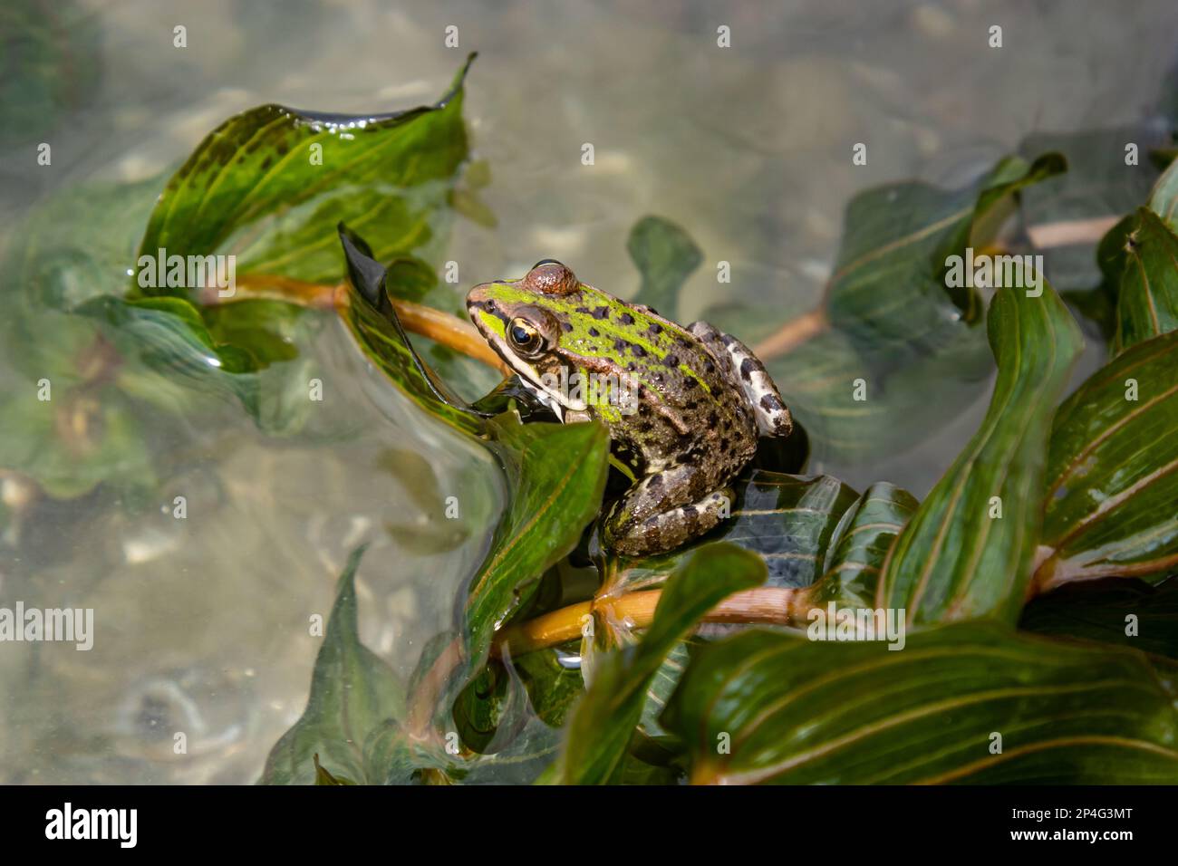 A green frog, Lithobates clamitans, rests on a cameo near a pond. Stock Photo