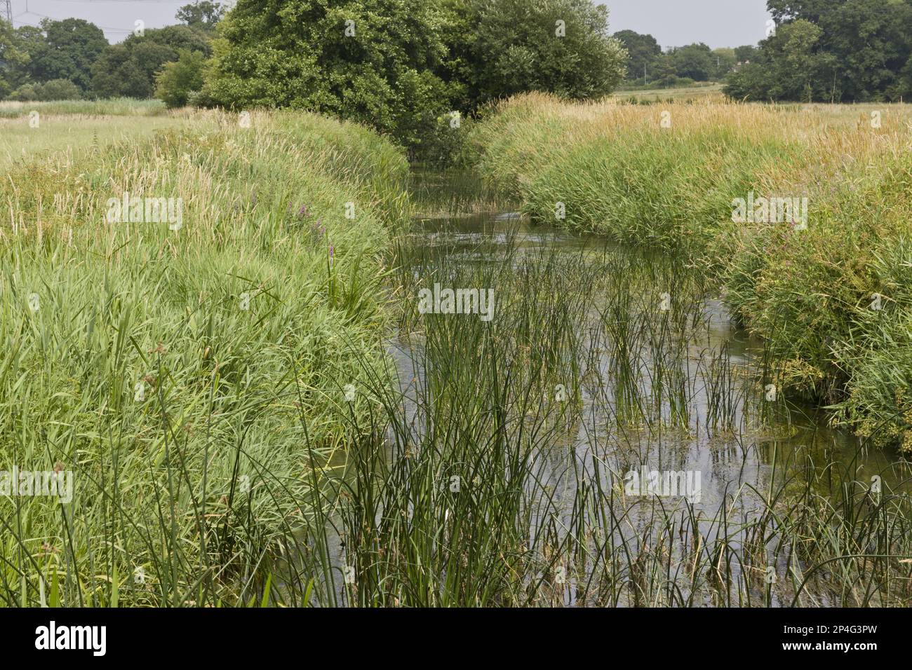 Clean and biodiverse chalk stream, River Allen, near Wimborne, Dorset