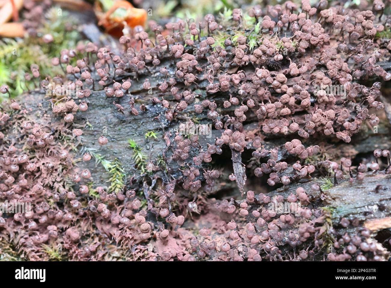 Cribraria cancellata, also known as Dictydium cancellatum, slime mold from Finland, no common English name Stock Photo