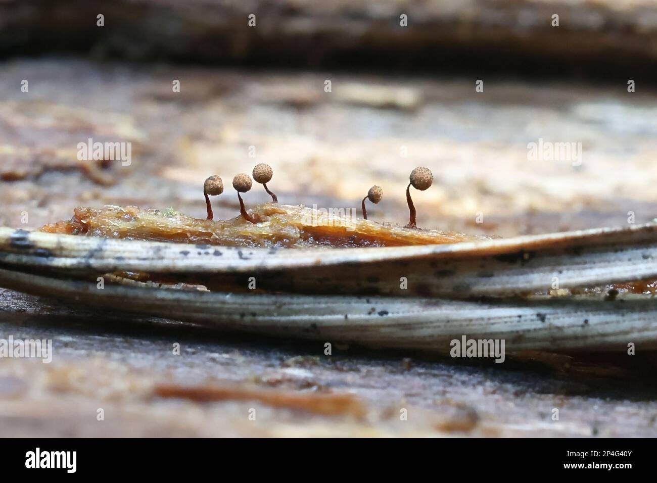Cribraria persoonii, a slime mold from Finland, no common English name Stock Photo