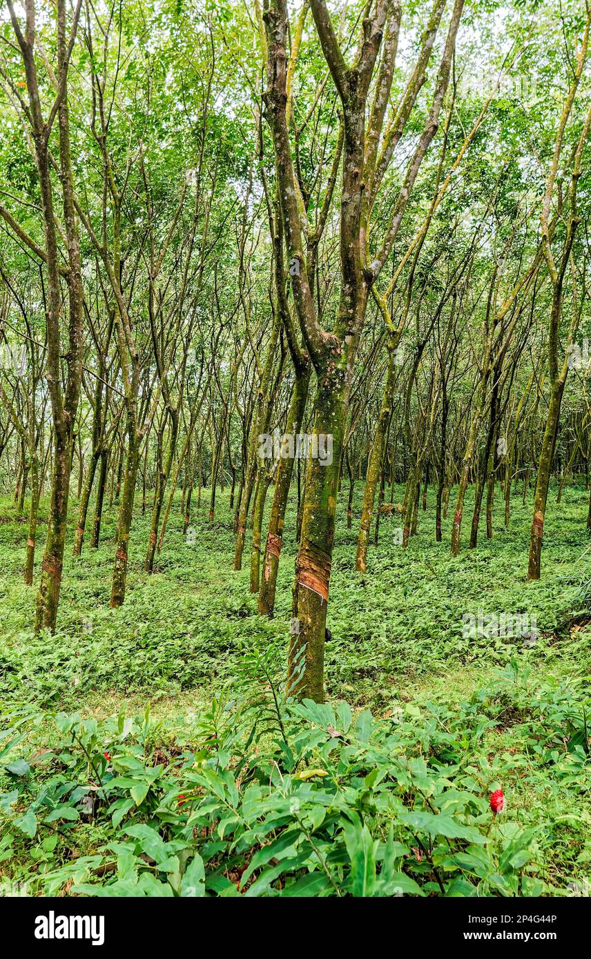 09 07 2007 Rubber Trees In Rubber Plantations Of Farmers The ...