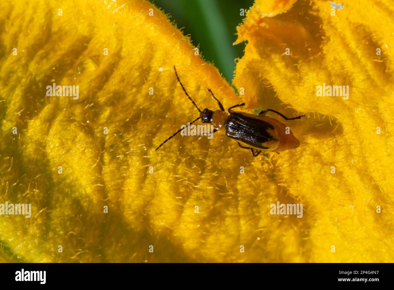 The plant is a harmful insect - Western corn beetle Diabrotica ...