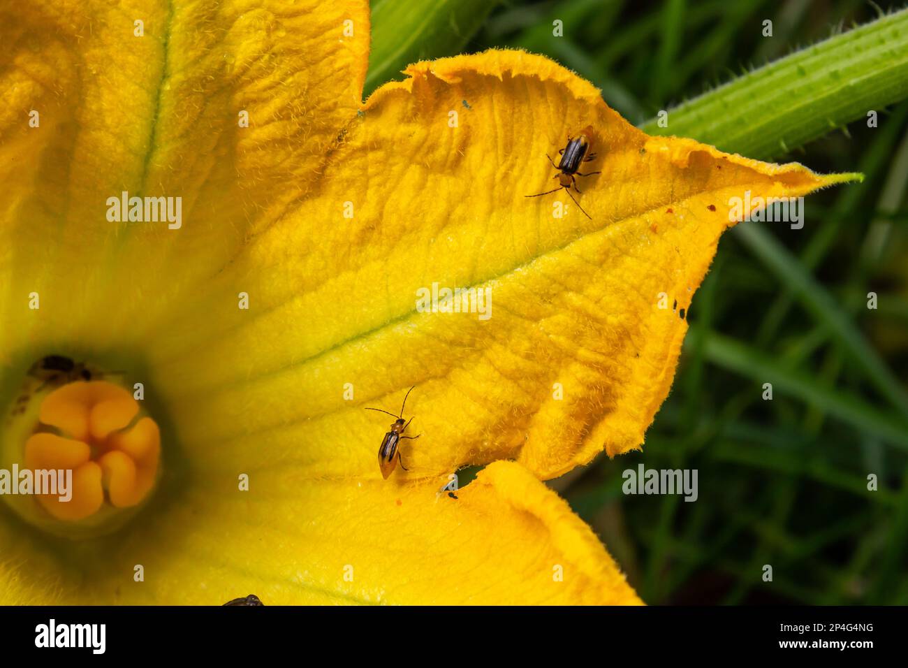 Unharmful Insect The plant is a harmful insect - Western corn beetle Diabrotica ...