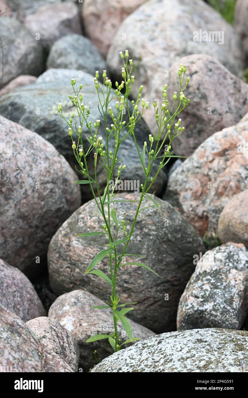 Canadian Fleabane, Erigeron canadensis, also known as Butterweed, Canadian horseweed, Coltstail or Marestail, wild plant from Finland Stock Photo