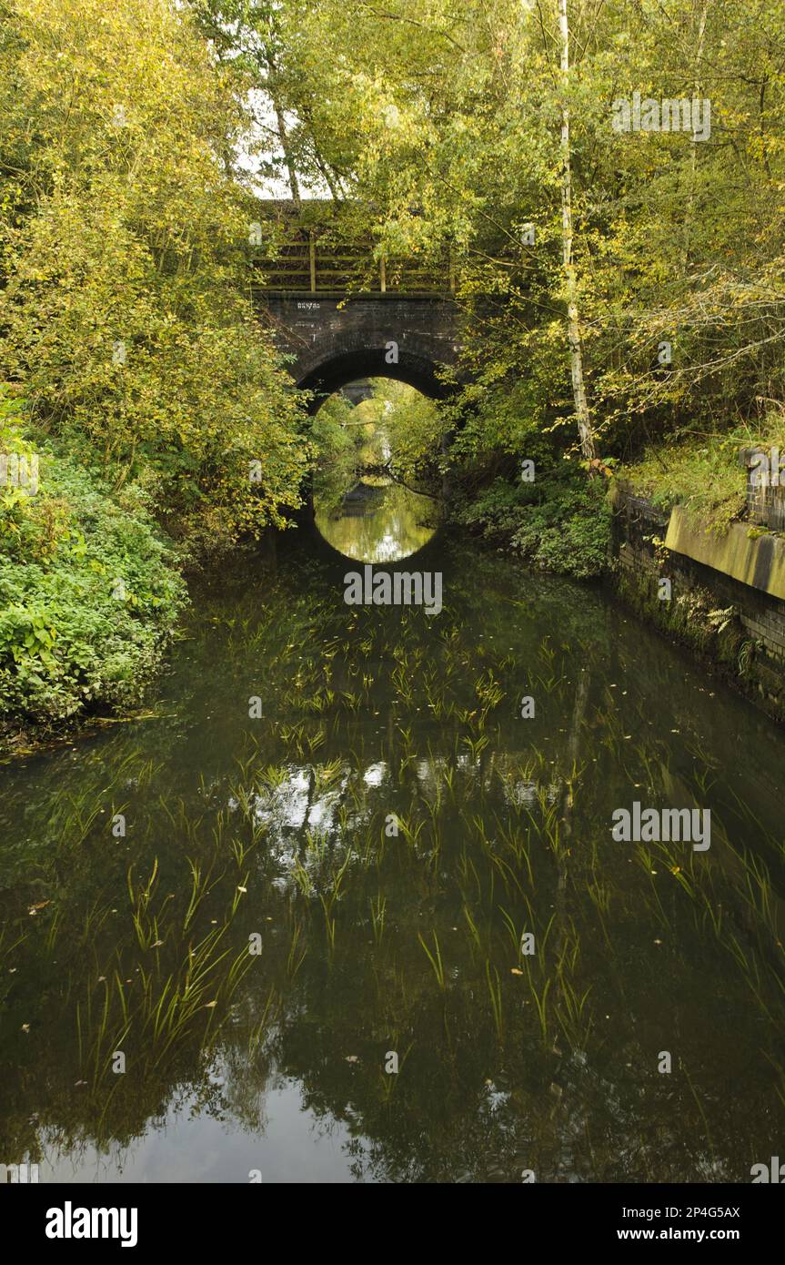 Waterway flowing under railway bridges, Mother Drain, Potteric Carr Nature Reserve, South Yorkshire, England, United Kingdom Stock Photo