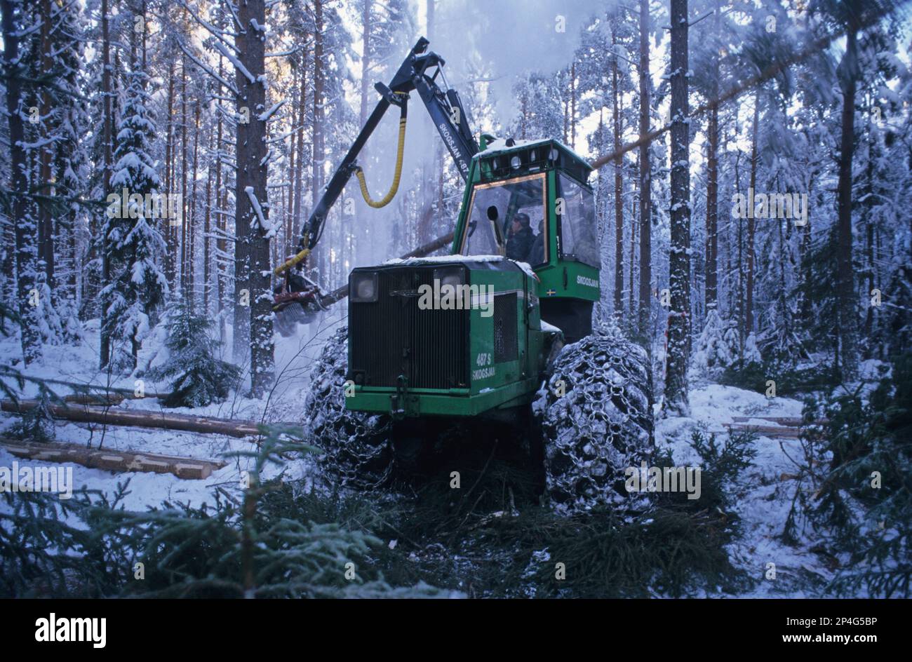 Forestry machine with chains on tyres, felling pine trees in snow covered plantation, Sweden Stock Photo