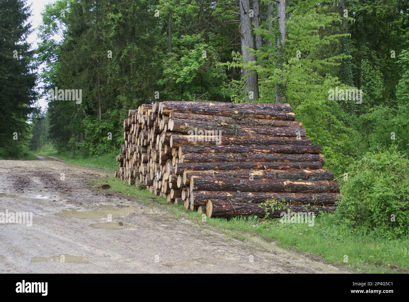 Log pile in woodland, disturbance to World War One battlefield caused by tree extraction, Verdun Battlefield, Verdun, Meuse Department, Lorraine Stock Photo
