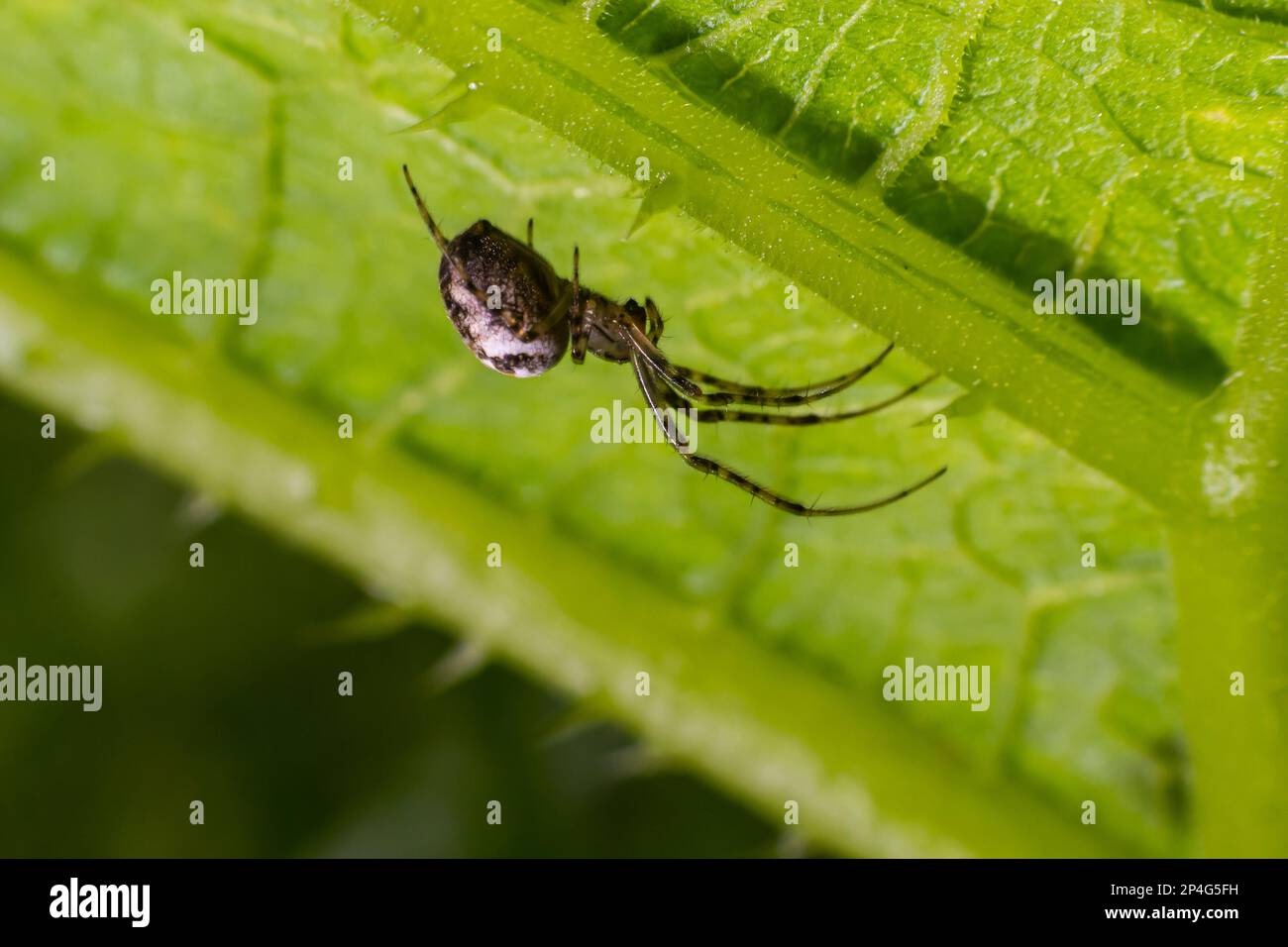 Nice macro image of a spider web sitting on its web with a blurred ...