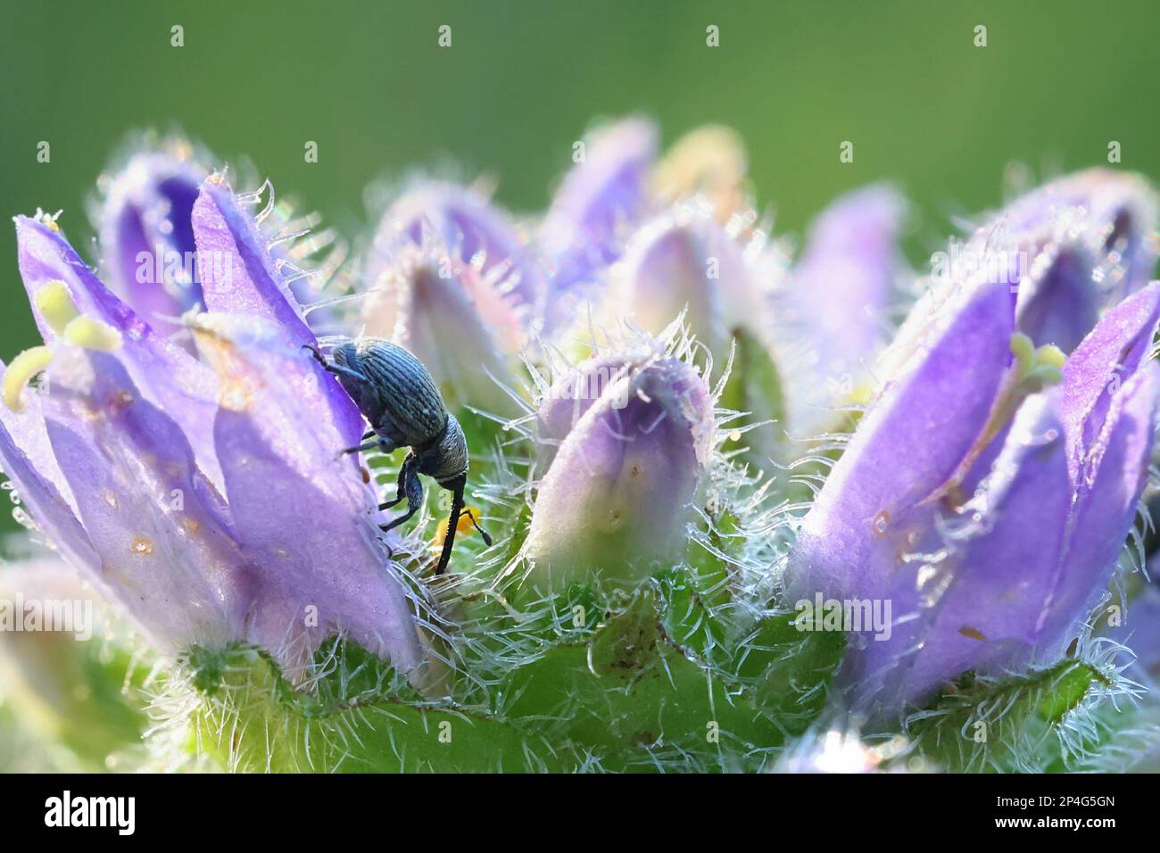 Campanula cervicaria, commonly known as Bristly Bellflower and a feeding weevil, wild plant from Finland Stock Photo