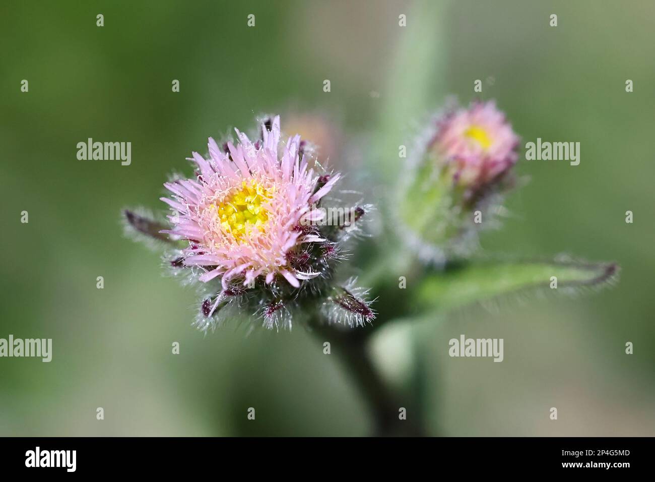 Erigeron acris, also called Erigeron acer, commonly known as Blue Fleabane or Bitter fleabane, wild flowering plant from Finland Stock Photo