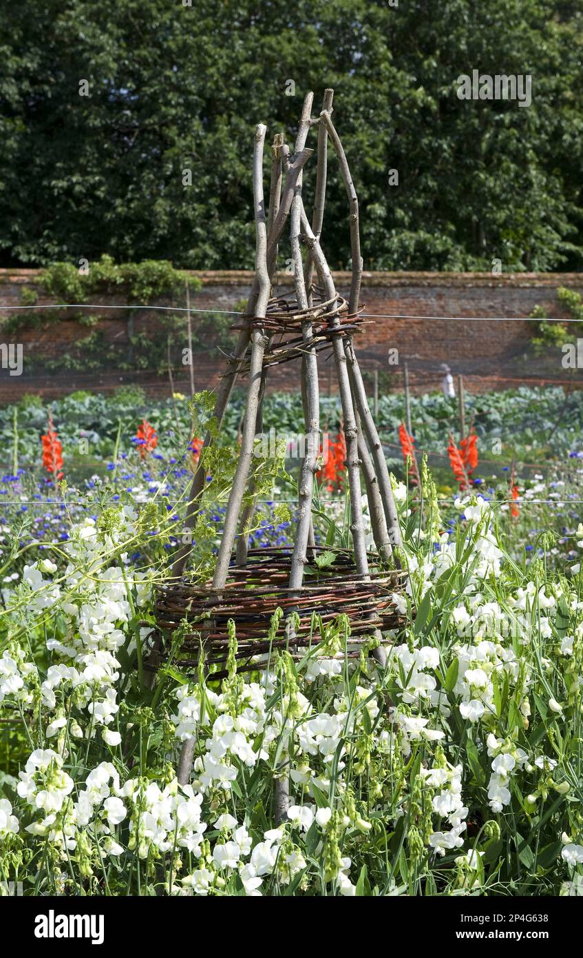 'Wigwam' style plant support, in walled vegetable garden, Norfolk, England, United Kingdom Stock Photo